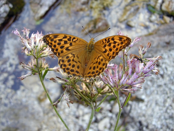 Argynnis pandora? - No, Argynnis paphia